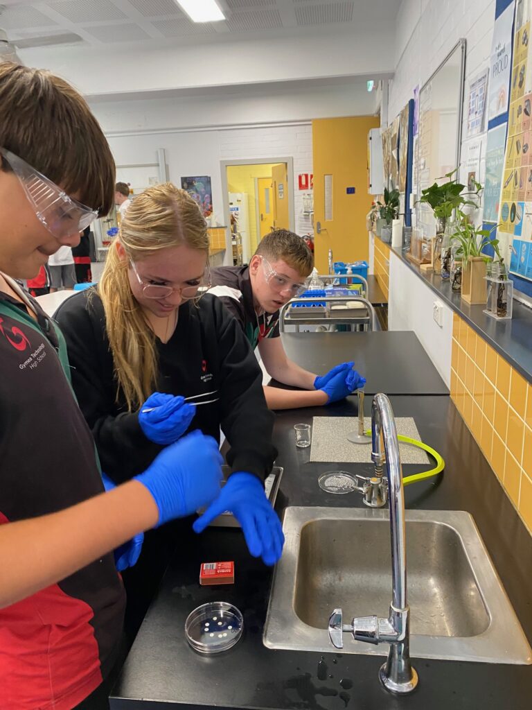 Students Plating Bacteria